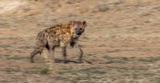 Serondella - Hyena panning shot Serondella - Hyena panning shot